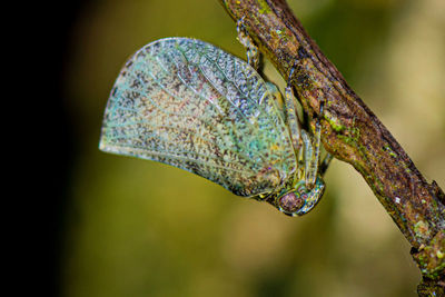 Close-up of a lizard on leaf