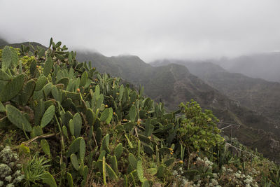 Scenic view of tree mountains against sky