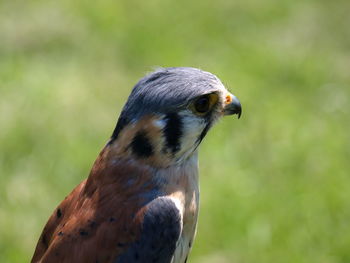 Close-up of a bird