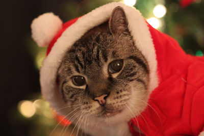 Close-up portrait of cat by christmas tree