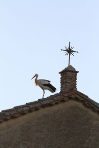 Low angle view of bird perching against clear sky