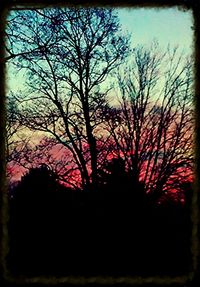 Silhouette of bare trees against sky at sunset