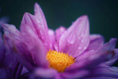 Macro shot of pink flower