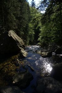 Stream flowing through rocks in forest