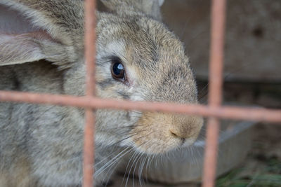 Close-up of an animal cage
