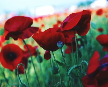 Close-up of red poppy flowers on field