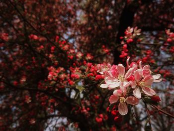 Close-up of pink cherry blossoms in spring