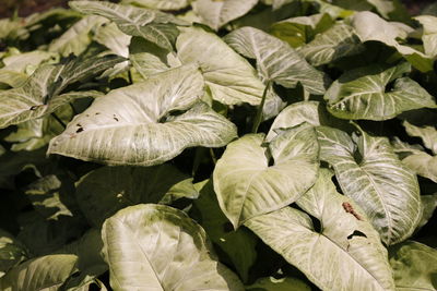 Close-up of plants