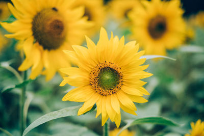 Close-up of sunflower