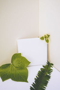 Close-up of leaves on white background