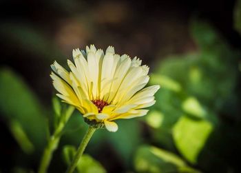 Close-up of yellow flower