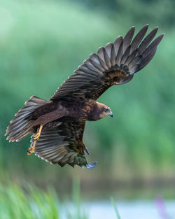 Close-up of eagle flying