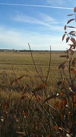 Scenic view of field against sky