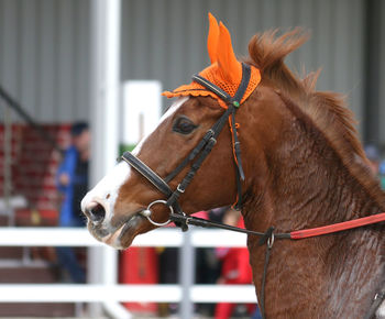 Close-up of a horse