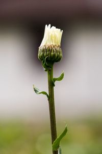 Close-up of rose bud