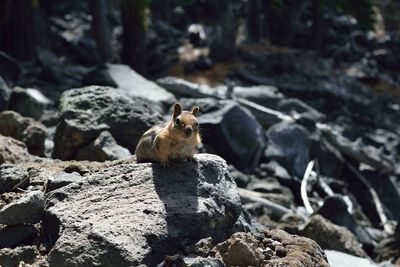 View of an animal on rock