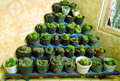 The beautiful series of green mini cactus on the pot plants