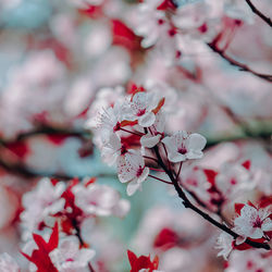 Close-up of cherry blossoms in spring