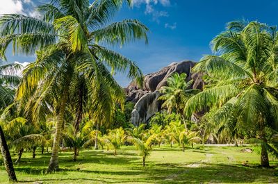 Palm trees against sky