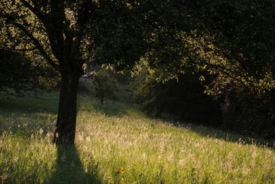 Scenic view of grassy field