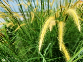 Close-up of crops growing on field