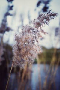 Close-up of plant against blurred background