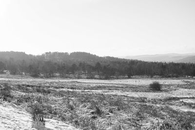 Scenic view of field against clear sky