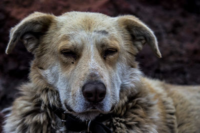 Close-up portrait of dog