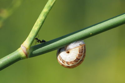 Close-up of snail on leaf