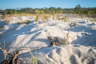 Sea turtle at beach