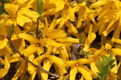 Full frame shot of yellow flowers