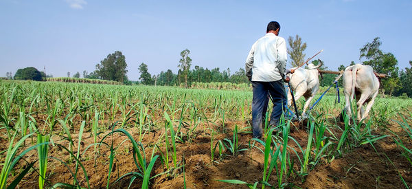 A farmer in sugercane field.