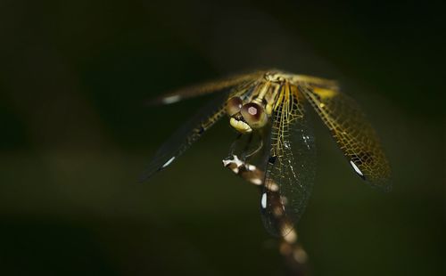 Close-up of plant against blurred background