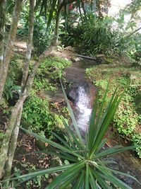 Scenic view of waterfall in forest