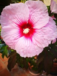 Close-up of pink hibiscus blooming outdoors