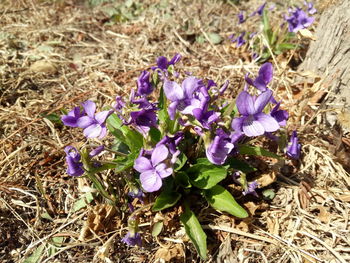 High angle view of purple crocus flowers on field