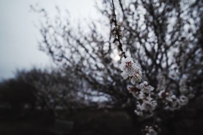 Low angle view of flowers on tree