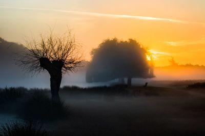 Silhouette of trees on field at sunset