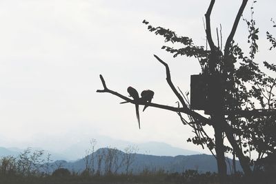 Low angle view of silhouette tree against sky