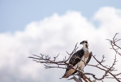 Osprey bird of prey pandion haliaetus perches on a tree at clam pass in naples, florida 