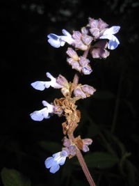 Close-up of flowers blooming against black background