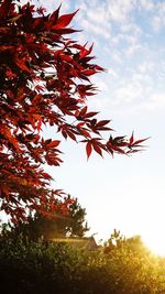 Low angle view of maple tree against sky