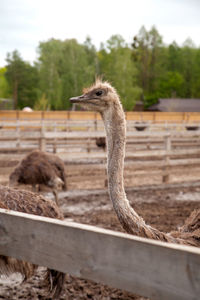 Close-up of ostrich