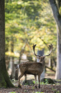 Deer in forest