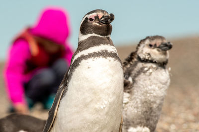 Close-up of an animal