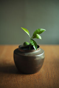 Close-up of potted plant on table