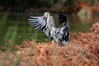 Close-up of bird