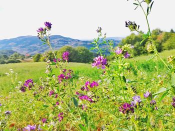 Close-up of flowers growing in field