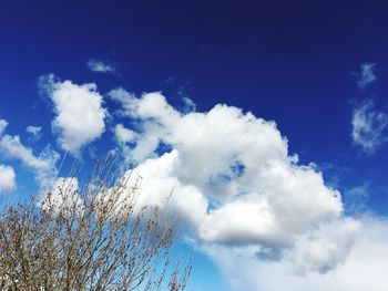 Low angle view of trees against blue sky