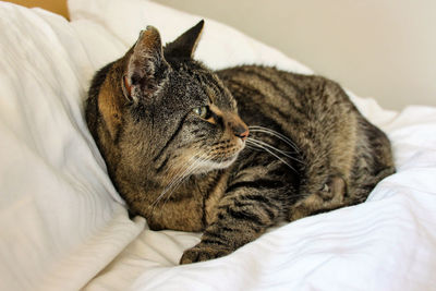 Close-up of a cat lying on bed